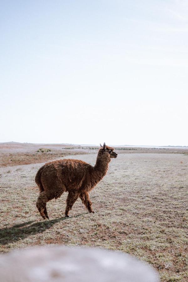 Coorong Island Retreat - Farm Stay At Pet Friendly Property Meningie 外观 照片